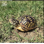 I LIKE TURTLES GROUP!