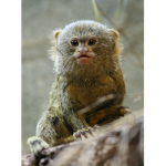 pygmy marmosets