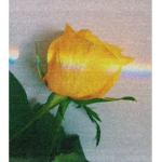 Rose Quartz Studios®