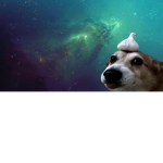 Onion, dog