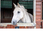 Aesthetic sunshine stables