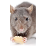 The Great Rat Empire