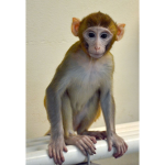 Chunky Monkey Foundation