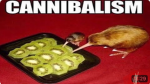 KIWIS AND FNAF