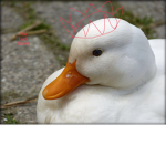 the anarchy duck society