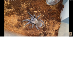 Gangster spider