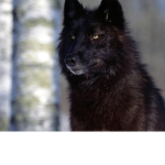 WOLFSSSSSSSS