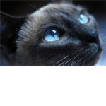 Warrior Cats SoulClan Roleplay
