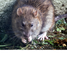 survive the rat killer