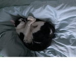 Fast food face