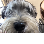 Doggyssssss forever