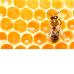 Honey Pollen