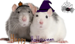 Chill Rats Hangout <3