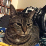 Cat Love Blue