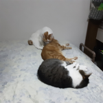 Gatos e Enzo do2