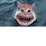 DH PRO KITTENS