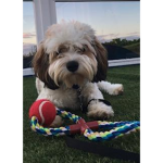 Arlo_thecutedog fan group