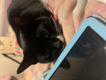 CATLOVERS fans