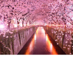 Sakura Tree Kingdom