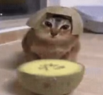 CatMakeGames