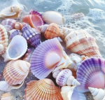 Dream SMP fans group also haters are not welcome