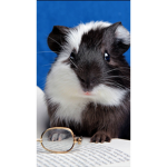Hello only hamster join