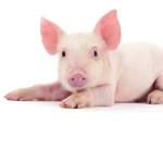 pigyOstudios official group