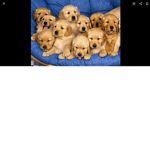 The lovepuppys