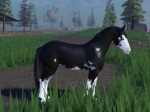 HORSE CLOTHING!!!