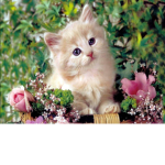 Cats love just love
