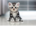 Kittens love group