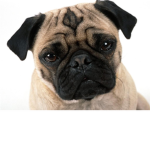 the liittle pug group