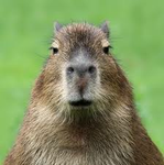 Capibara happy studios
