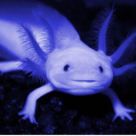 Axolotls for everyone!