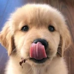 Woof Games+ Group Thumbnail