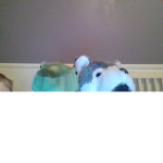 team doge and dino