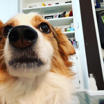 Join if you want pets
