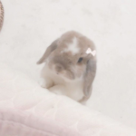 ‘ bwunni