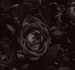NoirVeil