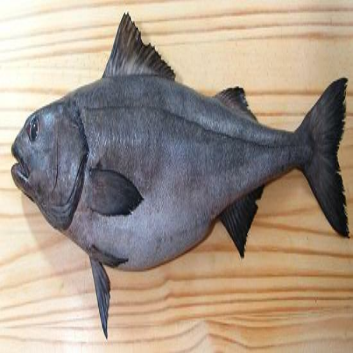 sable-fish_or_black-cod Roblox decal