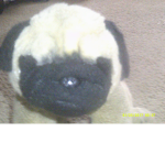 Cute Puggy Group