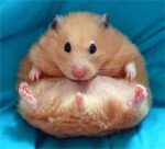 Hamster Luvers!
