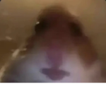 HAMSTER LIFE MATTER FORRR LIFE