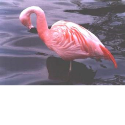 Flamingo Praying center