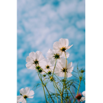 Group_sunflowers