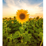 Sunflower patch SQUAD