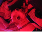 Dog Fan 123