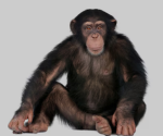 The United Monkey Kingdom