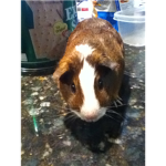 guiny pig lovers and owners (and hamsters)