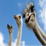 O.O.F. - Outrageous Ostrich Fighters